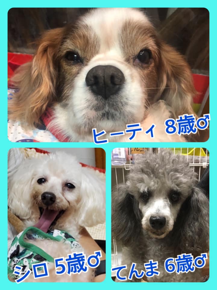 🐾今日の里親様募集中ワンコ🐶メンバーです🐾2020,8,19